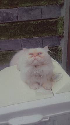 peke face persian adult tamed male