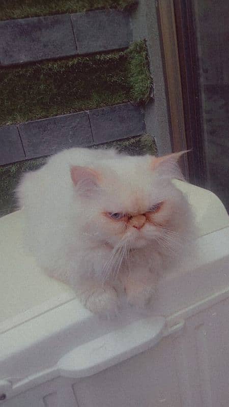 peke face persian adult tamed male 1