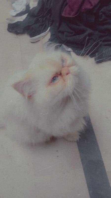 peke face persian adult tamed male 2