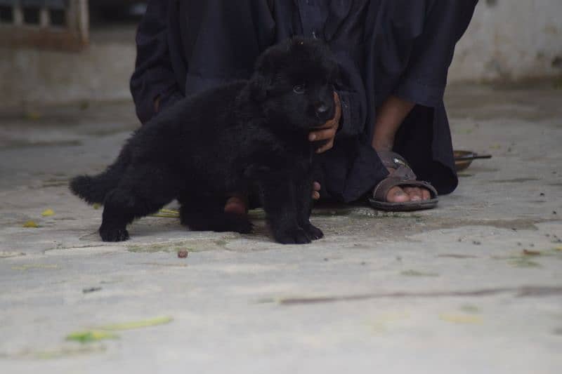 German shepherd puppy 4