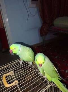 GREEN RINGNECK HAND TAMED MALE