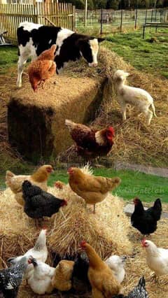 golden misri hens | eggs laying hens | desi murgian