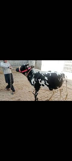 cow pure ferzion 03075393493