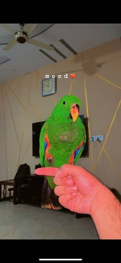 eclectus