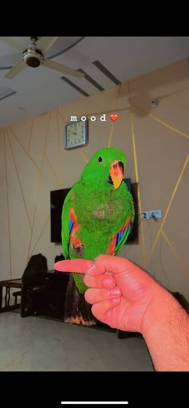 eclectus male huge size 0