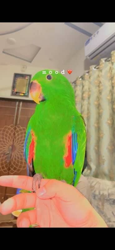 eclectus male huge size 1