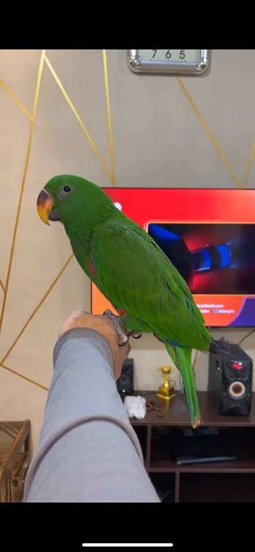 eclectus male huge size 3