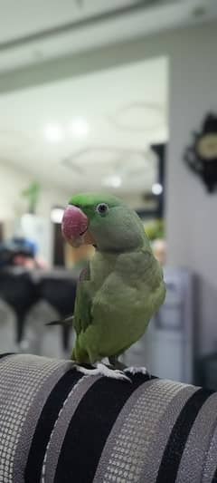 Talking Tamed Raw Kashmiri Pahari Registered Parrot Whistling Cage