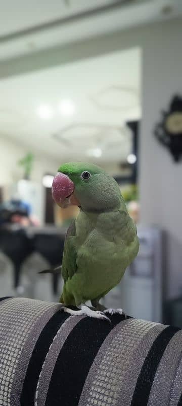 Talking Tamed Raw Kashmiri Pahari Registered Parrot Whistling Cage 0