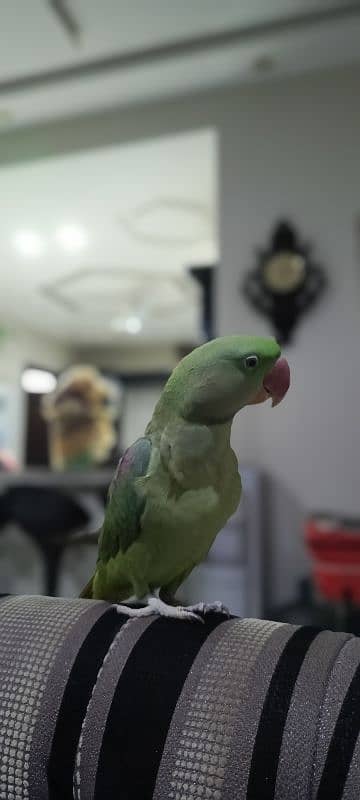 Talking Tamed Raw Kashmiri Pahari Registered Parrot Whistling Cage 1