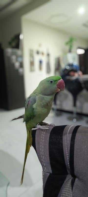 Talking Tamed Raw Kashmiri Pahari Registered Parrot Whistling Cage 2