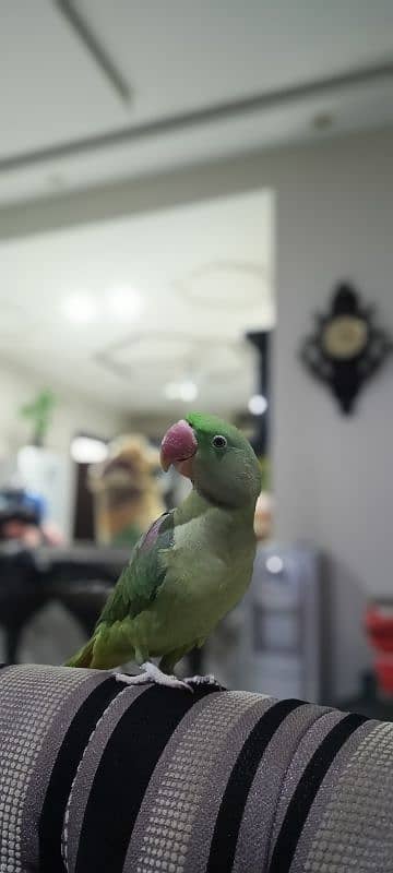 Talking Tamed Raw Kashmiri Pahari Registered Parrot Whistling Cage 3