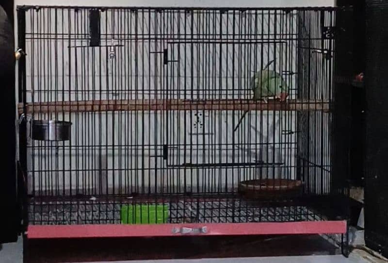 Talking Tamed Raw Kashmiri Pahari Registered Parrot Whistling Cage 4