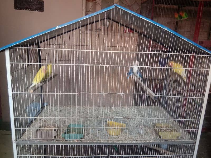 3 portions lovebird cage, parblue,blue opaline for sale 2