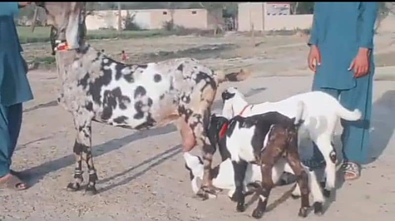 fauji bakri 3 bacchon ke sath For Sale WhatsApp on 0311,7478,299 2