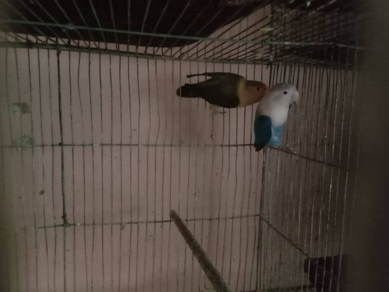 3 portions lovebird cage, parblue,blue opaline for sale 7