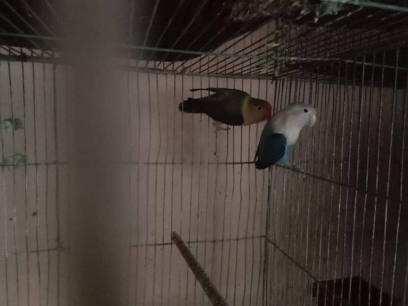 3 portions lovebird cage, parblue,blue opaline for sale 9