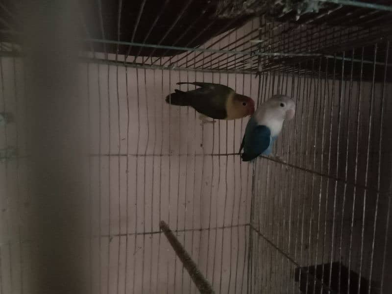 3 portions lovebird cage, parblue,blue opaline for sale 10