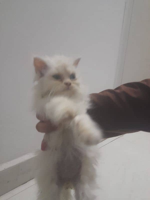 persian cats tripple coat 3