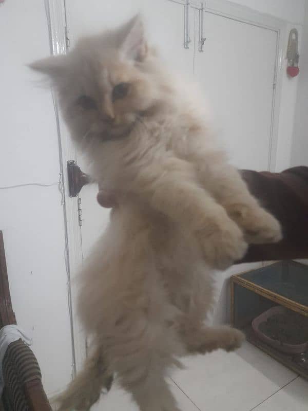 persian cats tripple coat 5