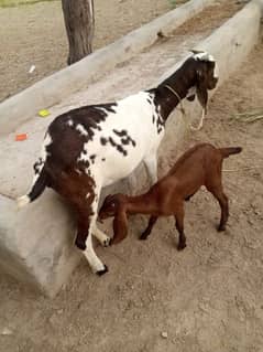 Desi Bakri Our 2 Bacchon Ka Sath Urgent For Sale Call me03470189449