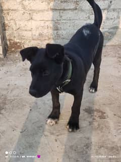 british labrador $tud cross labra dog stud.