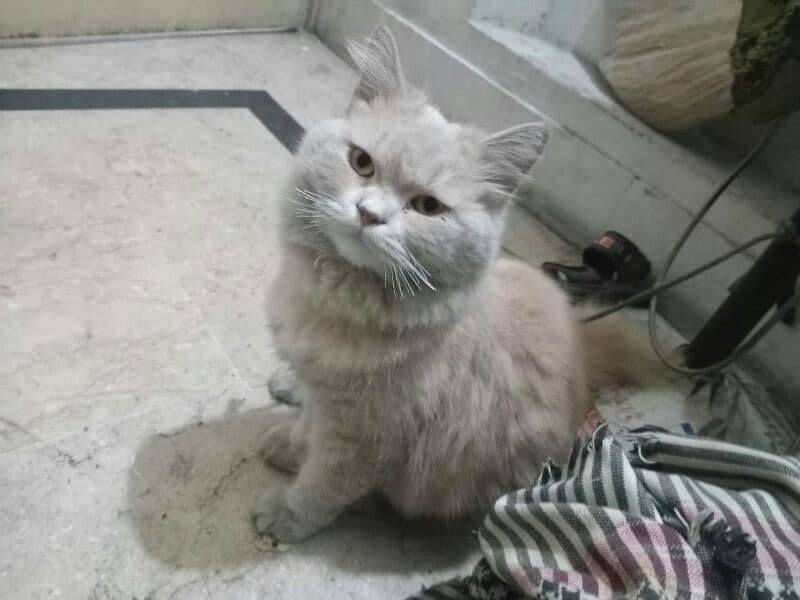 Female Persian Cat 0