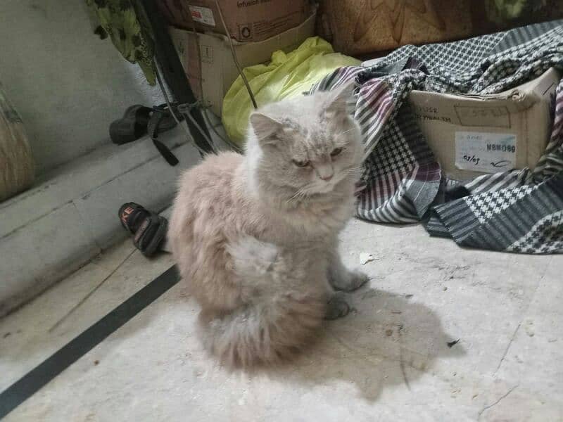 Female Persian Cat 2