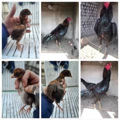 Thai and Lakha Aseel Chick's /pure aseel chicks / thai chiks