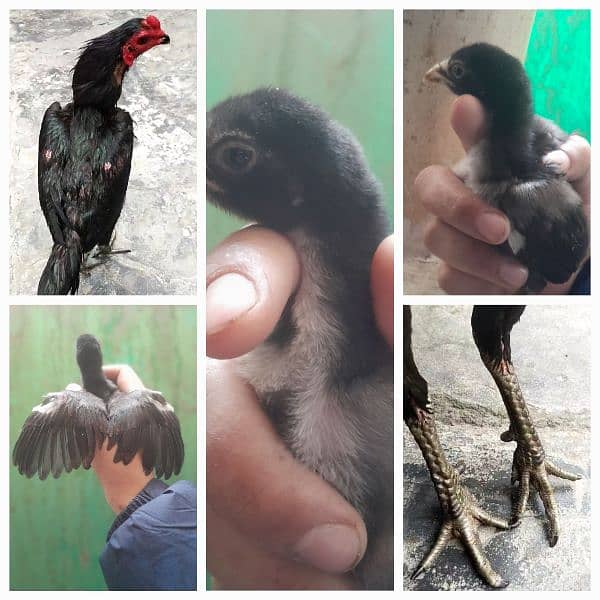 Thai and Lakha Aseel Chick's /pure aseel chicks / thai chiks 11