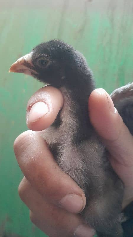 Thai and Lakha Aseel Chick's /pure aseel chicks / thai chiks 12