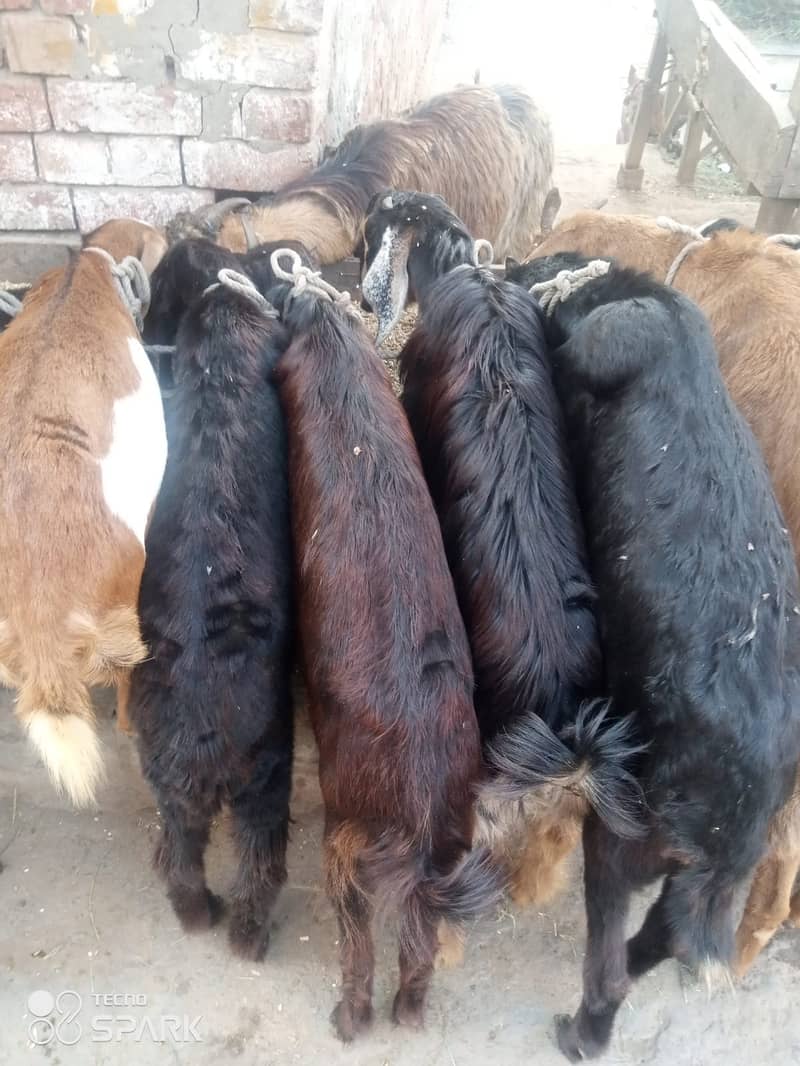 desi bkra  sadqa wala for sale 7