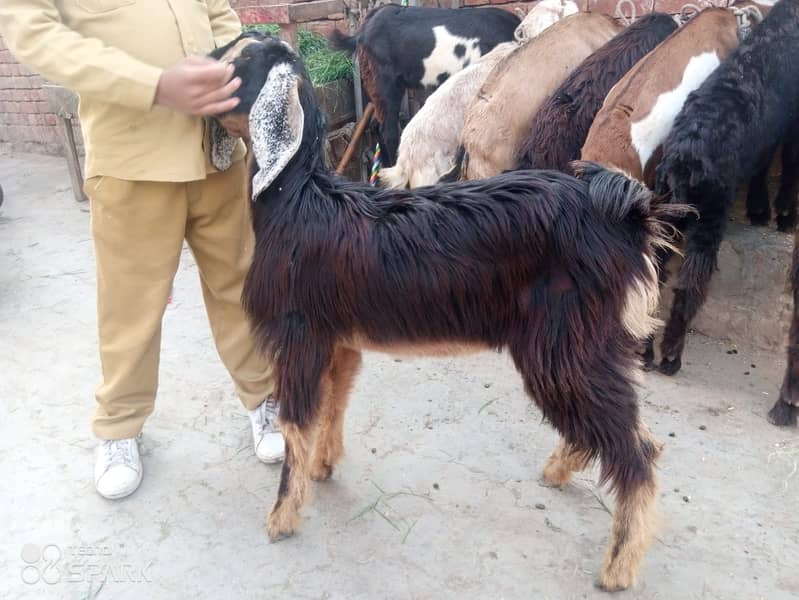 desi bkra  sadqa wala for sale 9