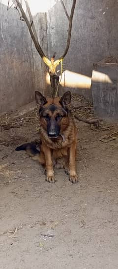 German Shepherd youngest dog