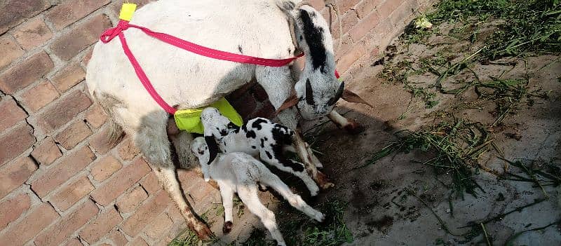 one goat with two baby 0