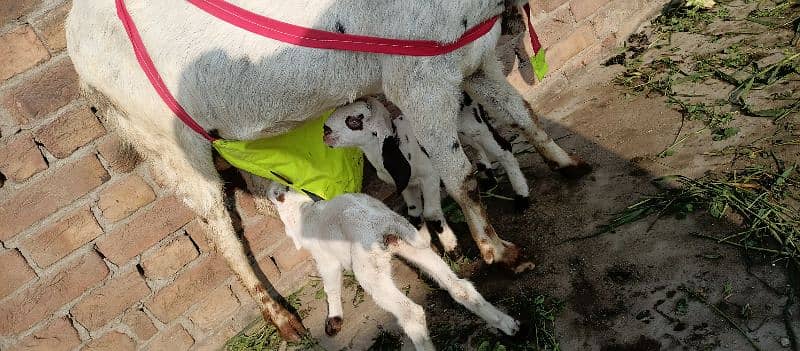 one goat with two baby 2