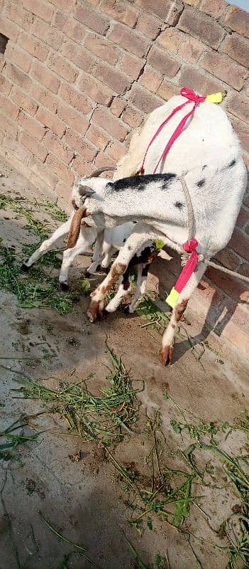 one goat with two baby 3