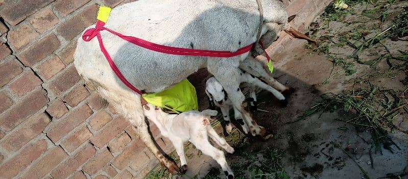 one goat with two baby 4