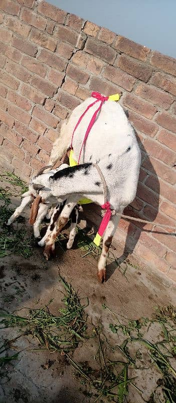 one goat with two baby 5