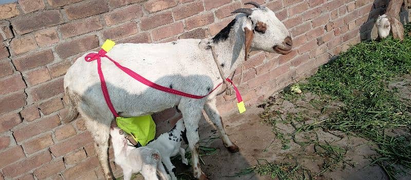 one goat with two baby 6