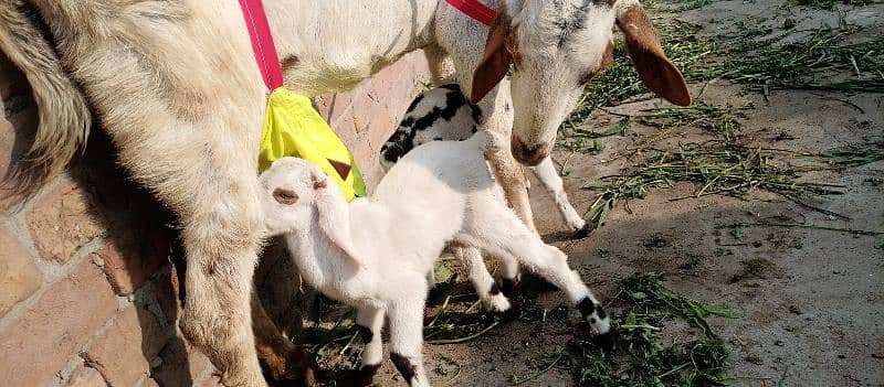 one goat with two baby 7