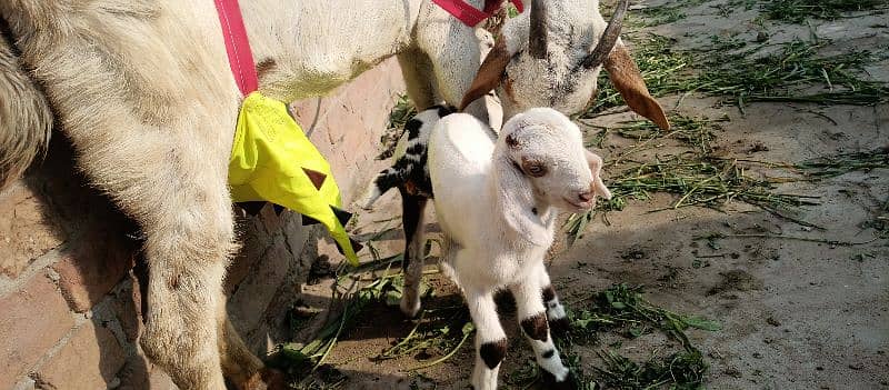 one goat with two baby 8