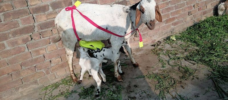 one goat with two baby 9