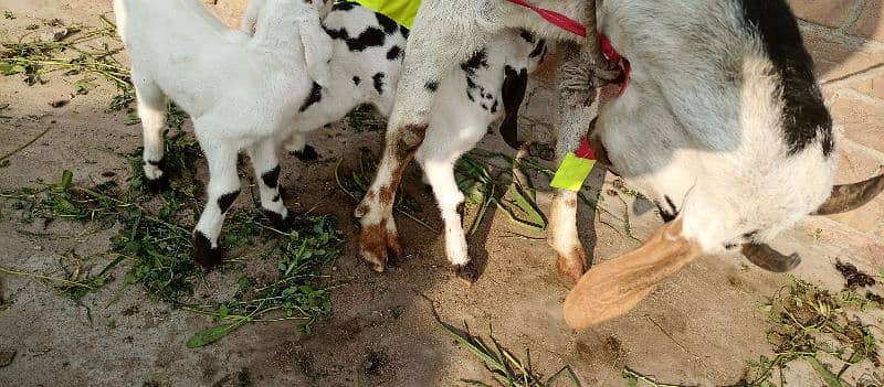 one goat with two baby 11