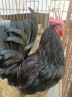 Breader Australorp Roster