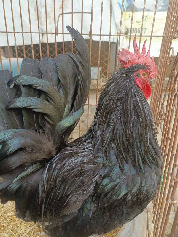 Breader Australorp Roster 1