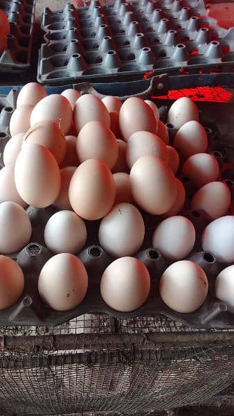 Organic pure Desi eggs available for sale 6