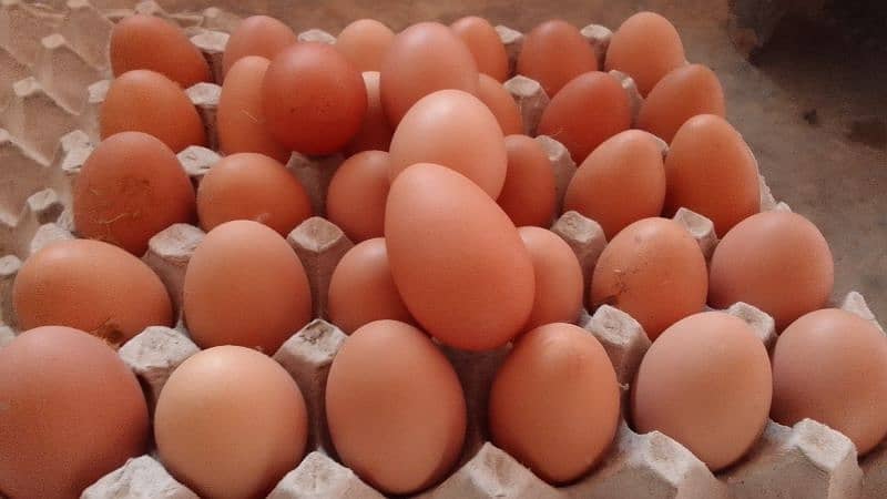 Organic pure Desi eggs available for sale 7