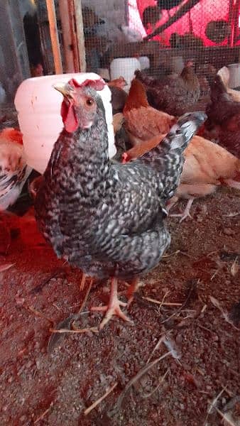 Organic pure Desi eggs available for sale 8