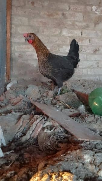 Organic pure Desi eggs available for sale 10